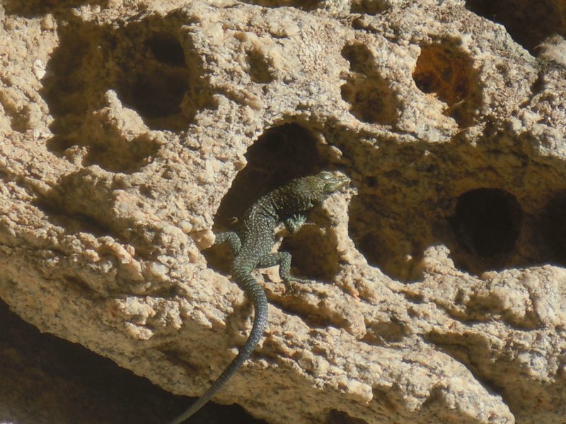 Lucertole di gennaio